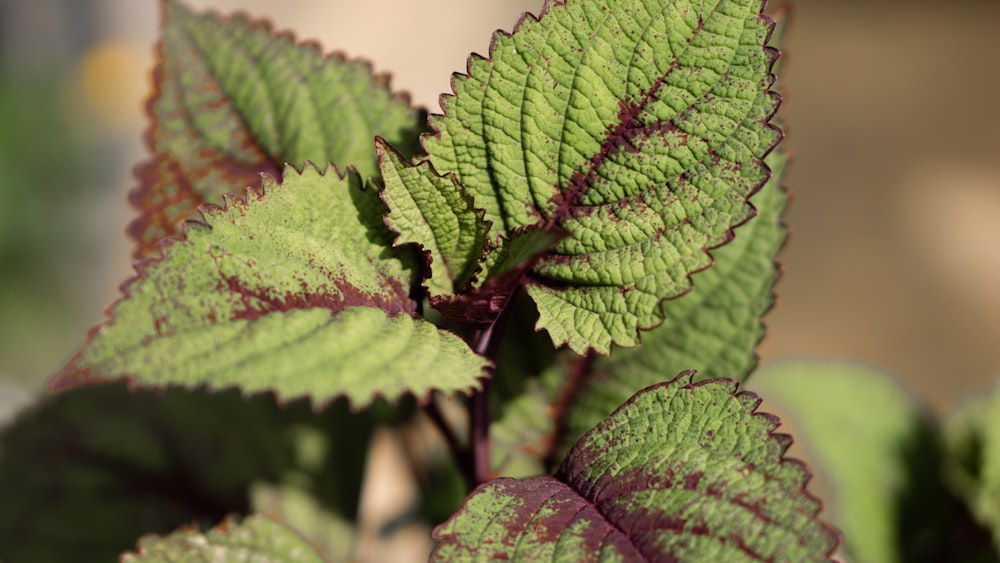 a close up of a green leafy plant