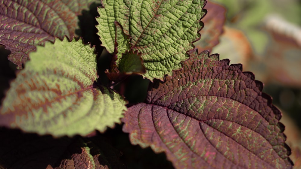 a close up of a green and purple leaf