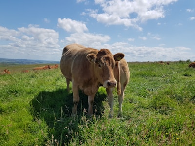 A farmer examining cattle in a lush green pasture under a clear blue sky.
