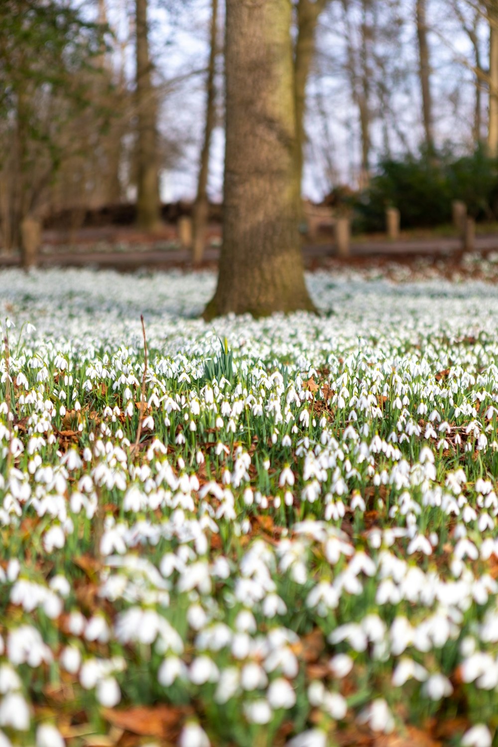 a field full of white flowers next to a tree