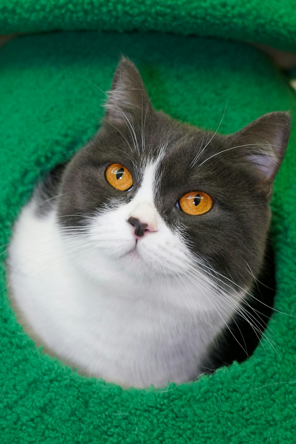 a gray and white cat sitting in a green cat bed