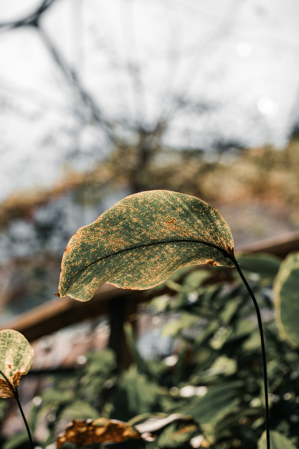 a close up of a leaf on a plant