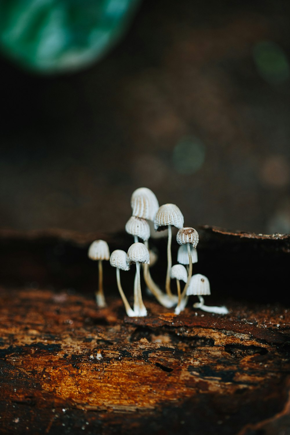 a group of small white mushrooms sitting on top of a piece of wood