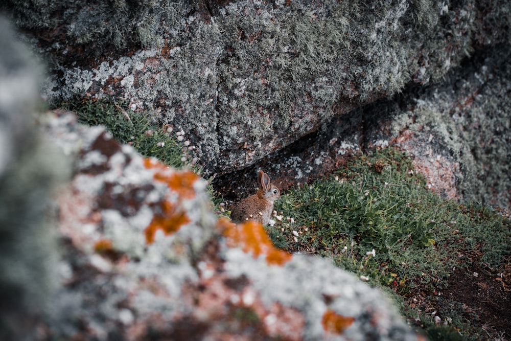 a close up of a rock with moss growing on it