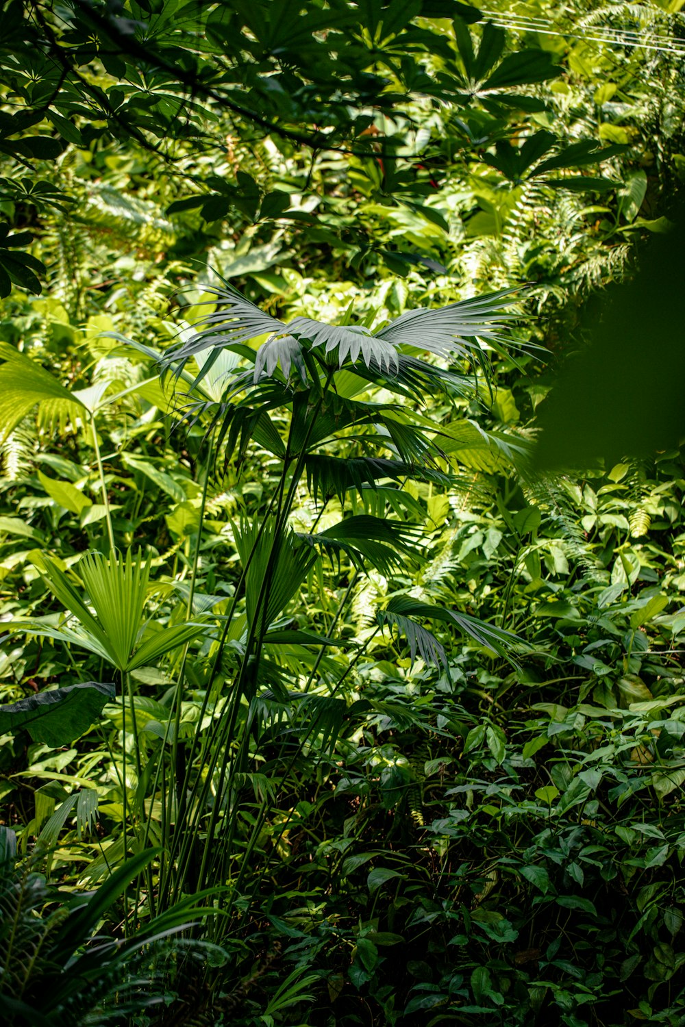 a lush green forest filled with lots of plants