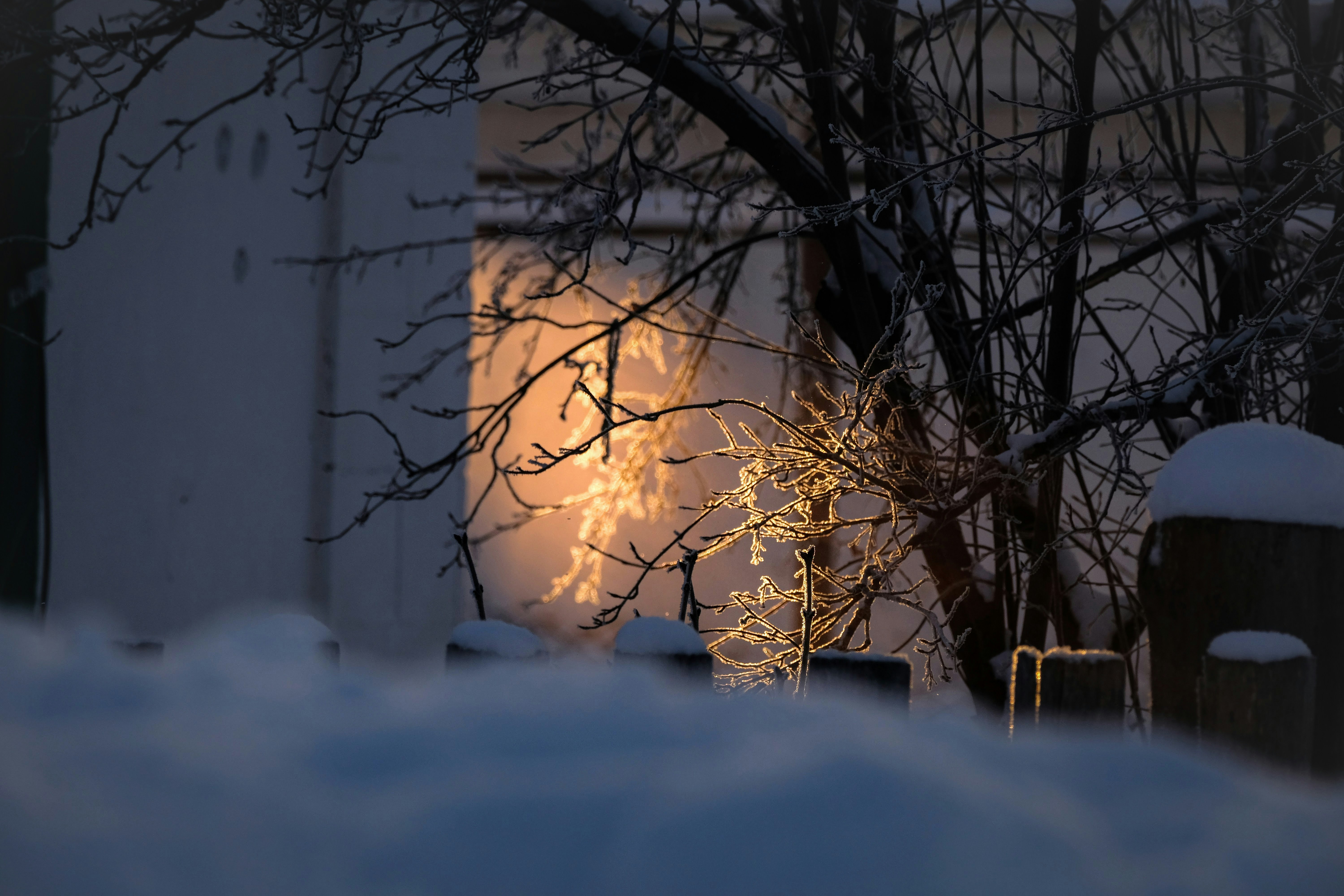 a fire blazing in the distance behind a tree