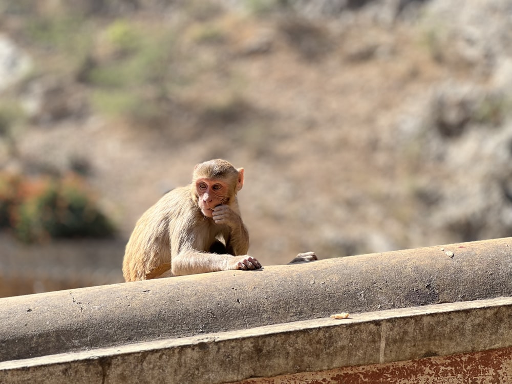 una piccola scimmia seduta sulla cima di un muro di pietra
