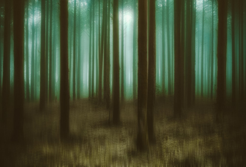 a forest filled with lots of tall trees