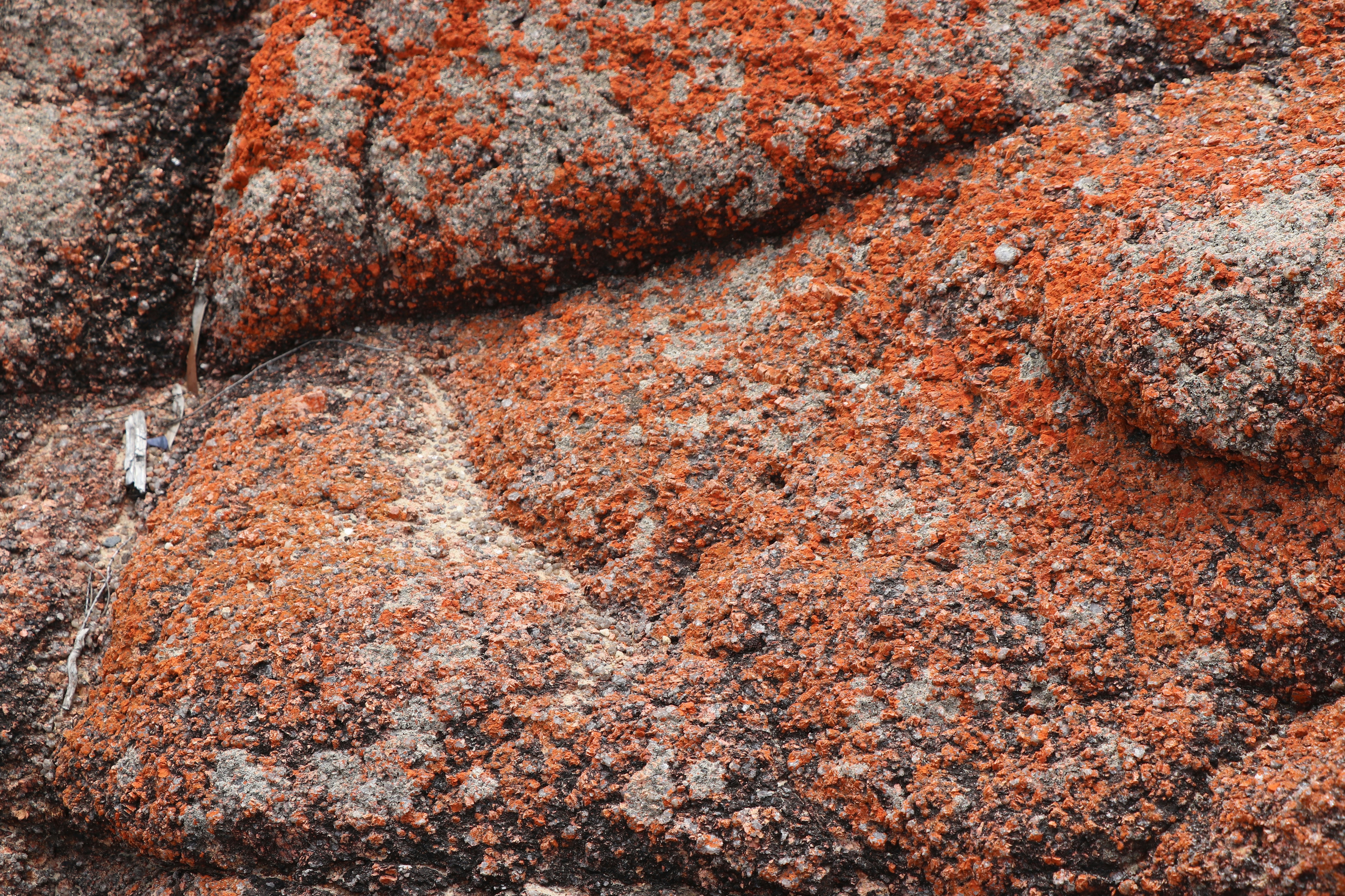 Ferns That Rise from Volcanic Ashes (image credits: unsplash)