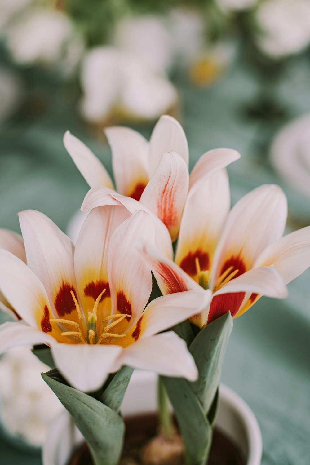 a close up of a potted plant with flowers in it