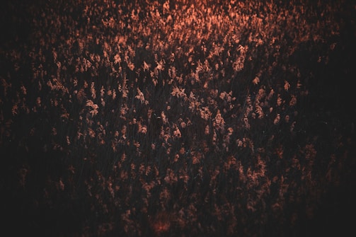 A peaceful retreat space surrounded by nature with soft lighting.