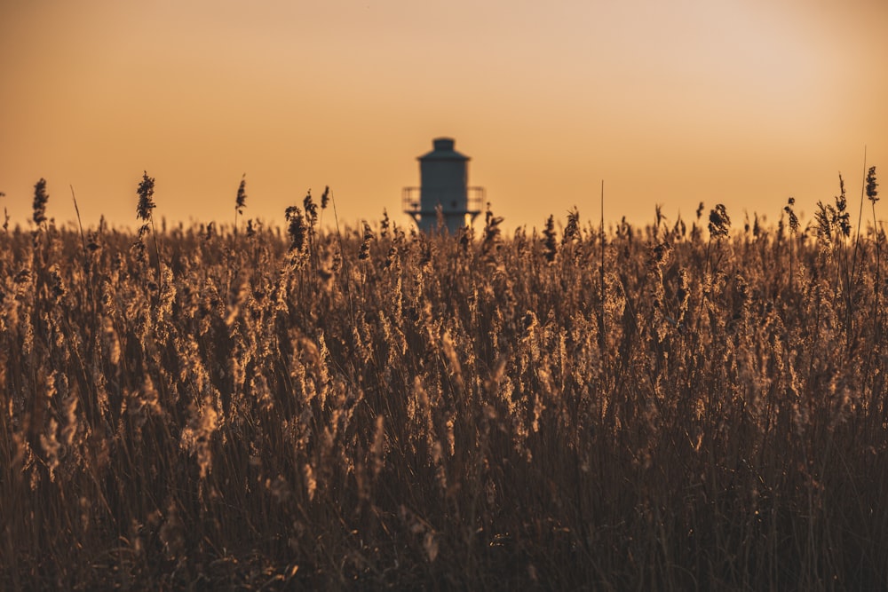 a field of tall grass with a tower in the distance