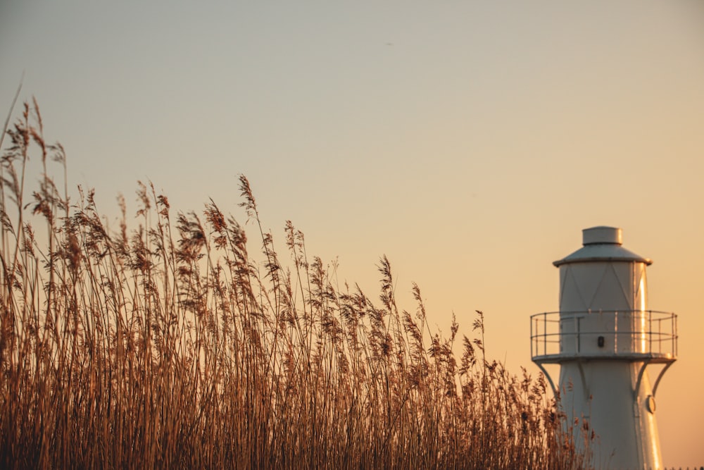a light house in the distance with tall grass in the foreground