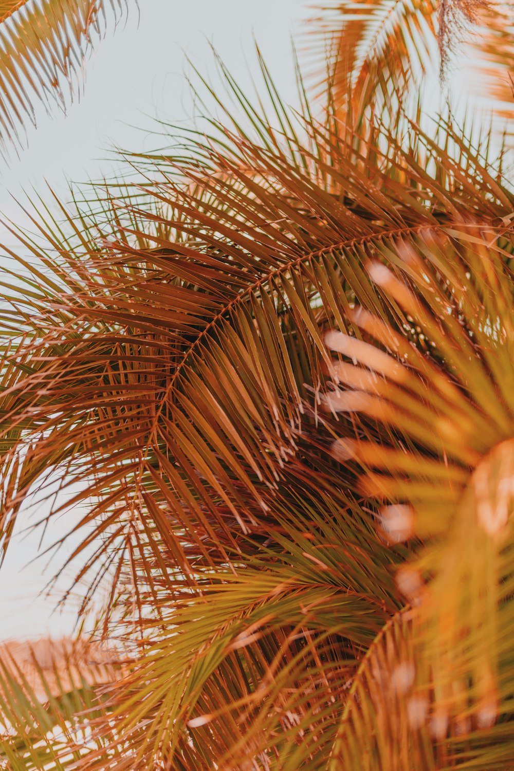 a close up of a palm tree with the sky in the background