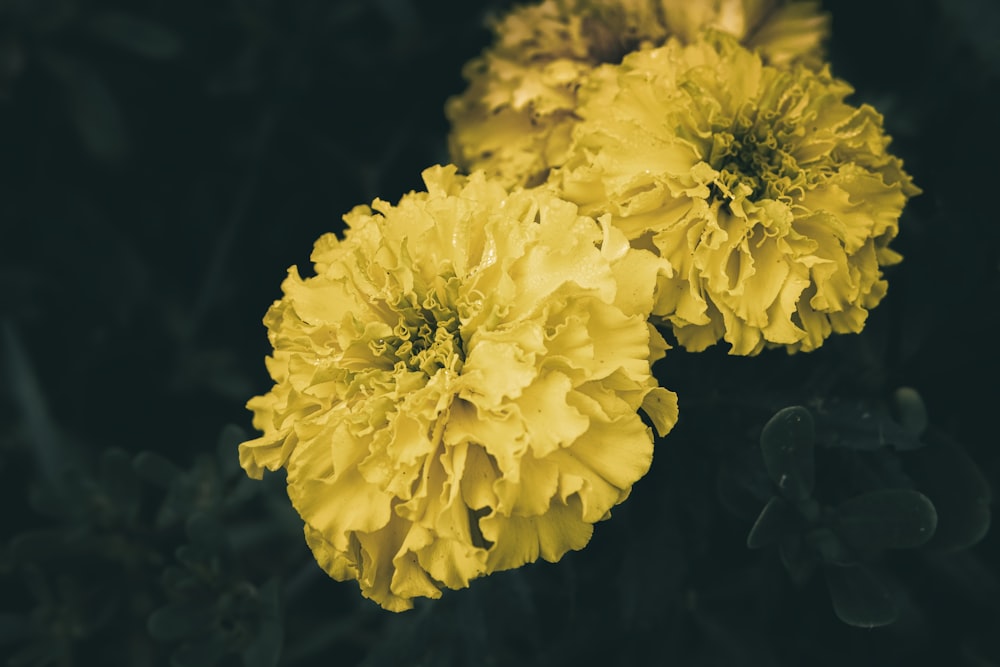 a close up of two yellow flowers on a plant