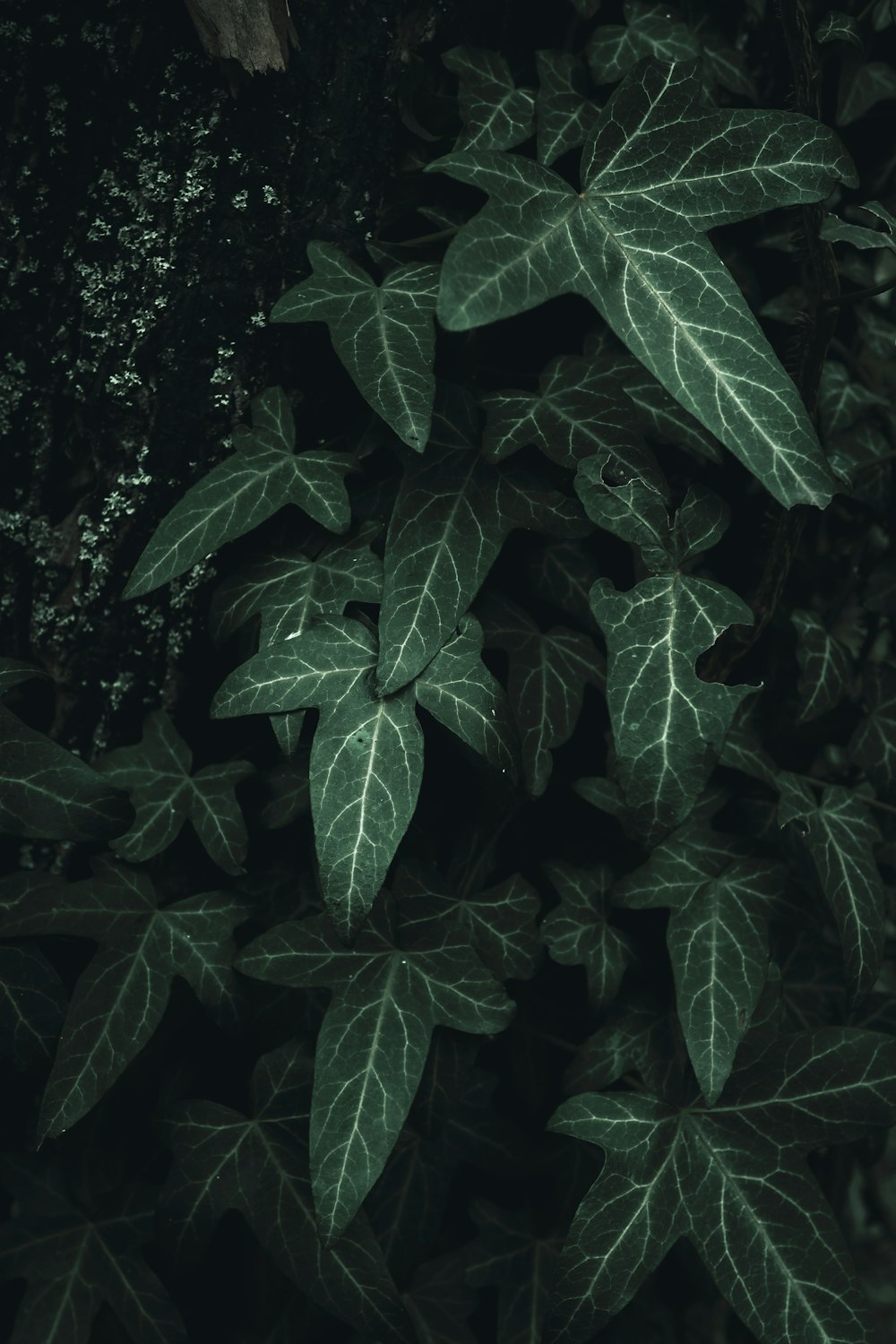 a close up of a green plant with leaves