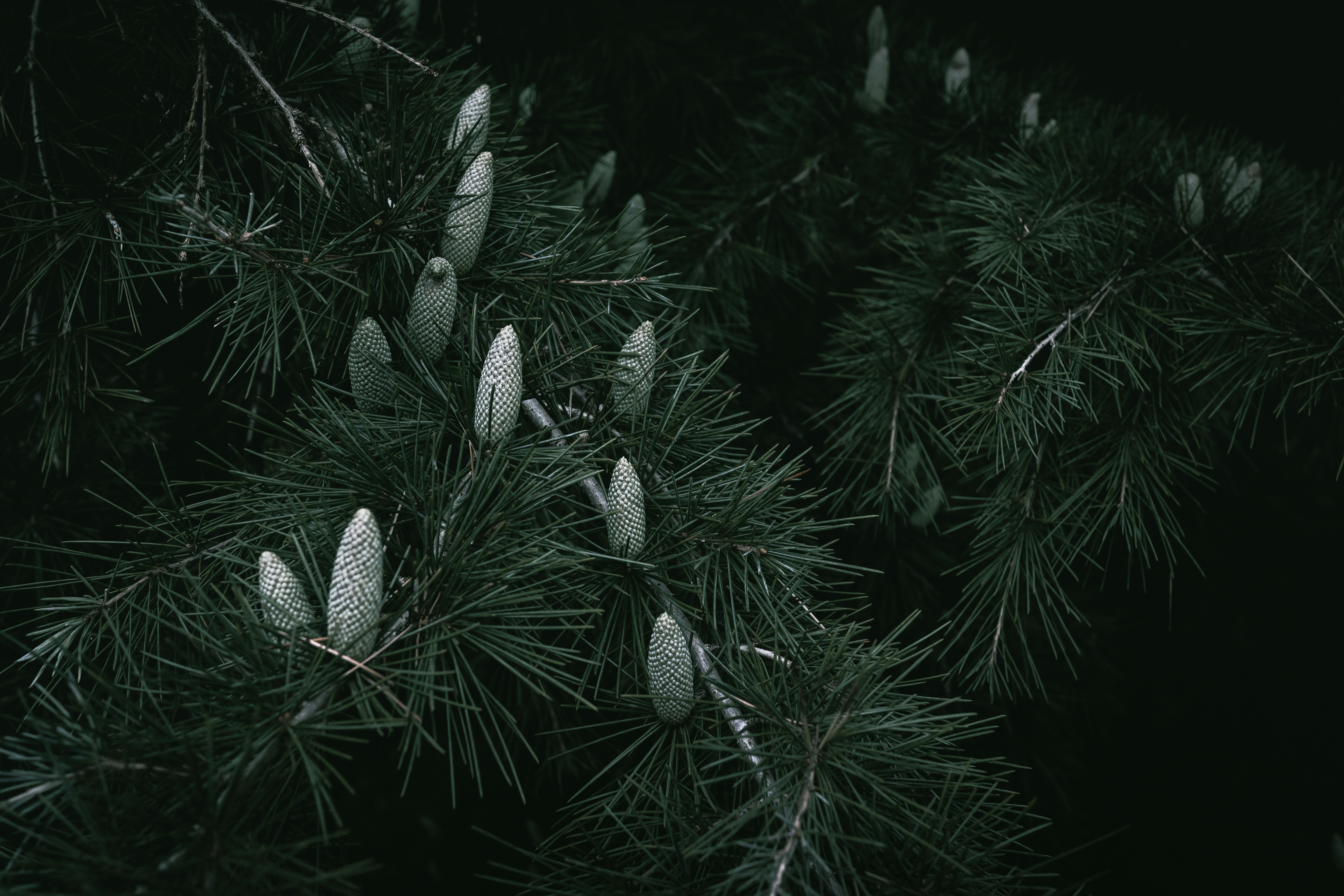 A close up of pine needles on a tree photo – Free Dark Image on Unsplash