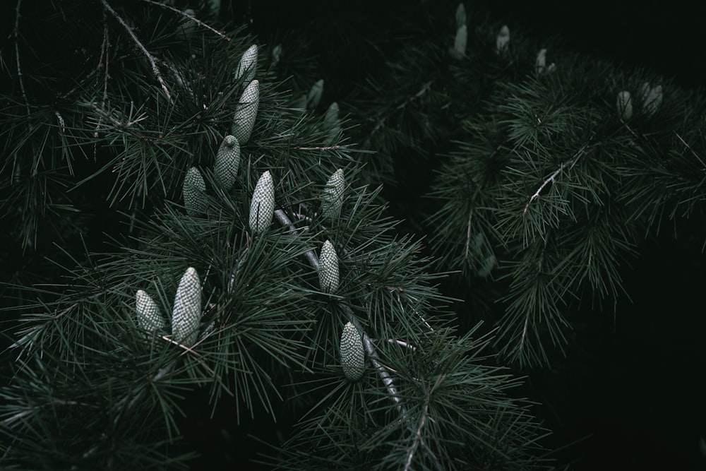 a close up of pine needles on a tree