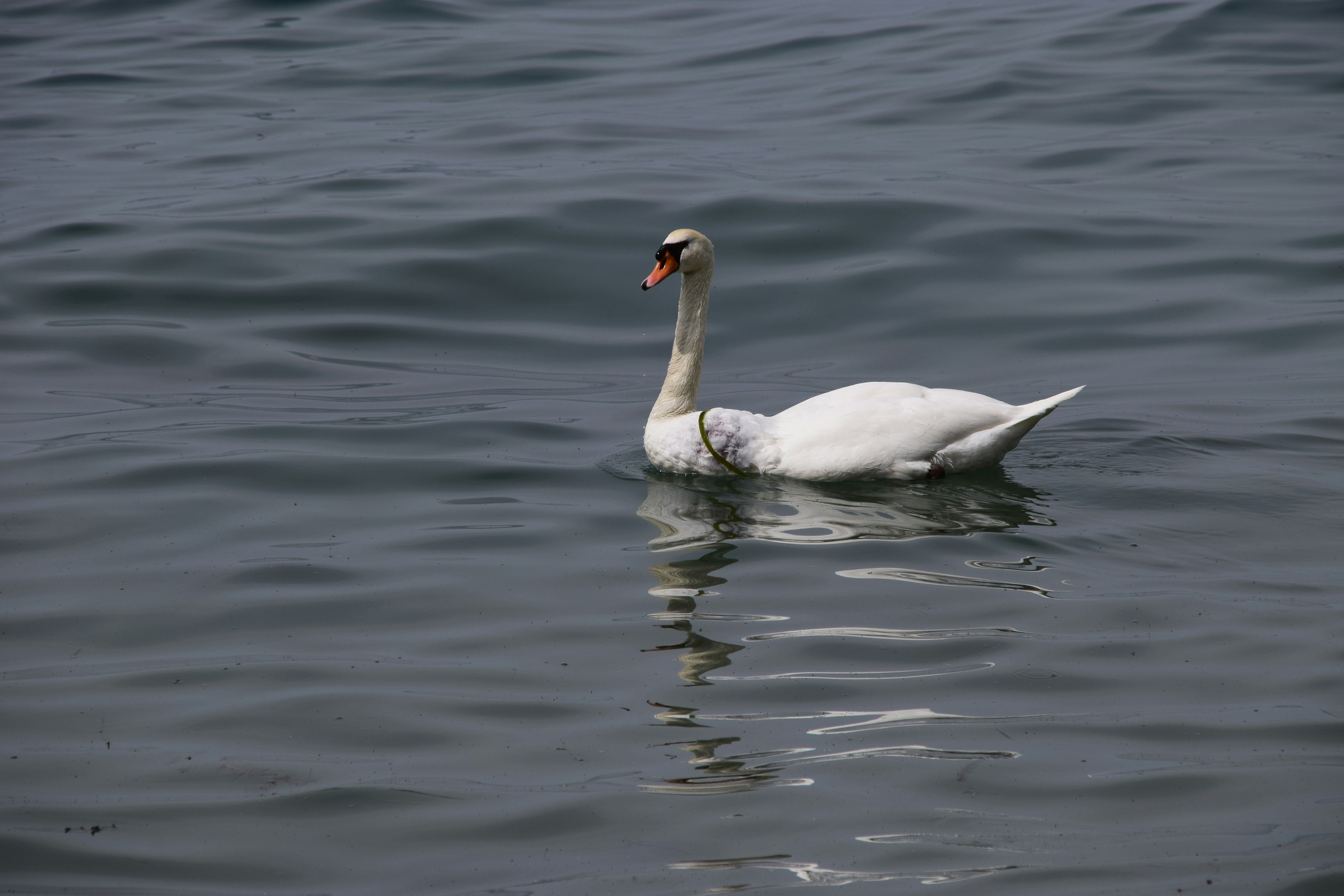 Photo by barbara_klaudia