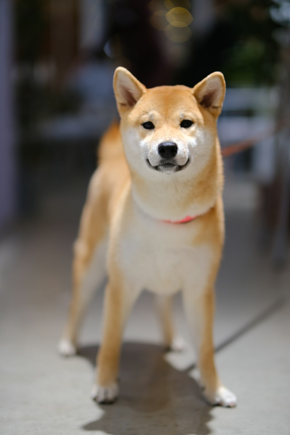 a close up of a dog on a tile floor