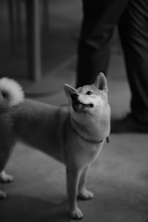 A shiba inu caught mid-zoomie, looking hilarious.