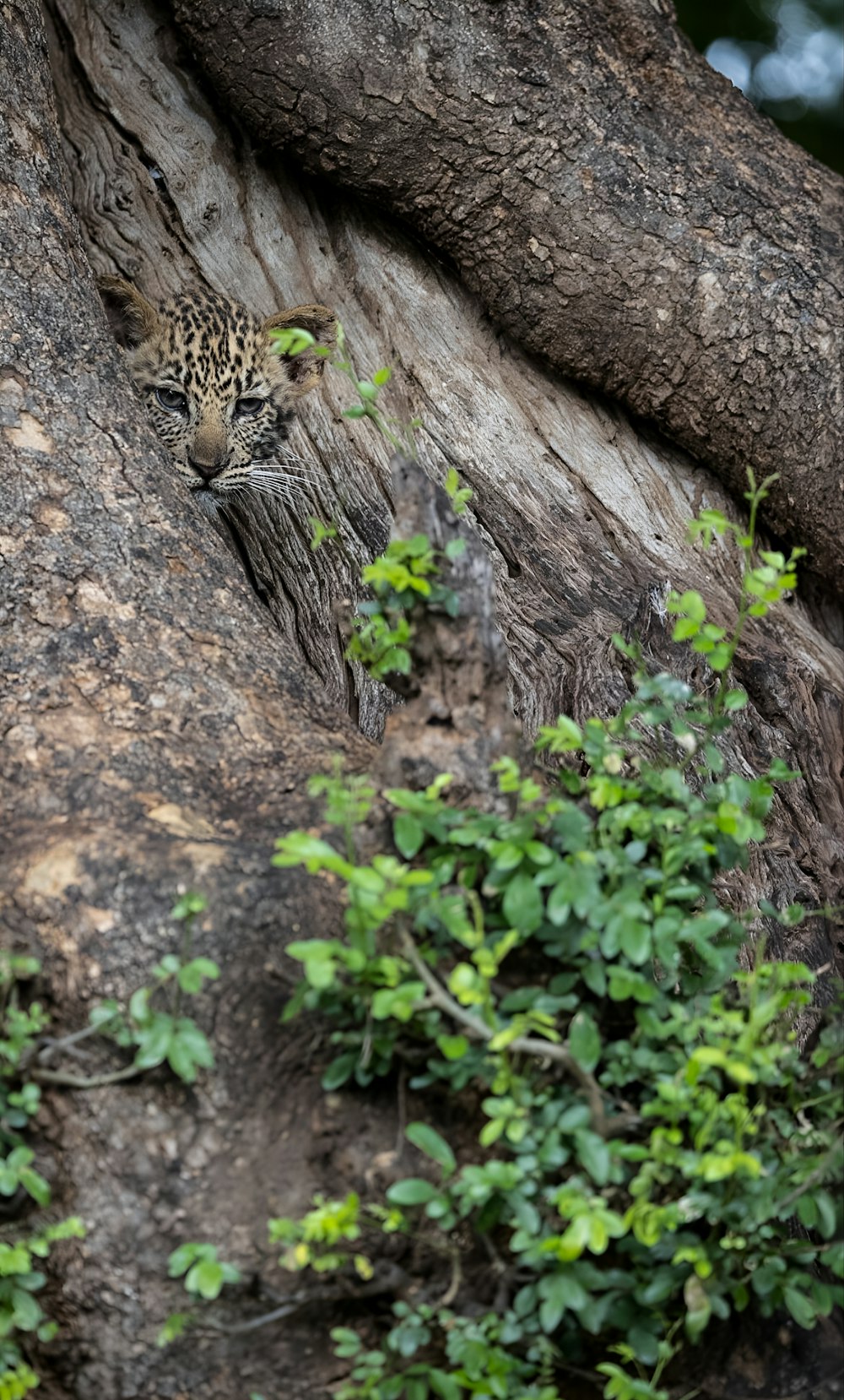 a leopard hiding in a tree in the jungle