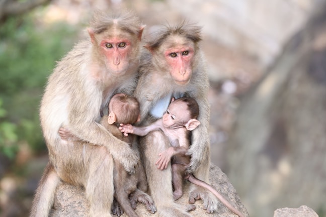 Happy family enjoying their balcony safely enclosed with monkey safety nets.