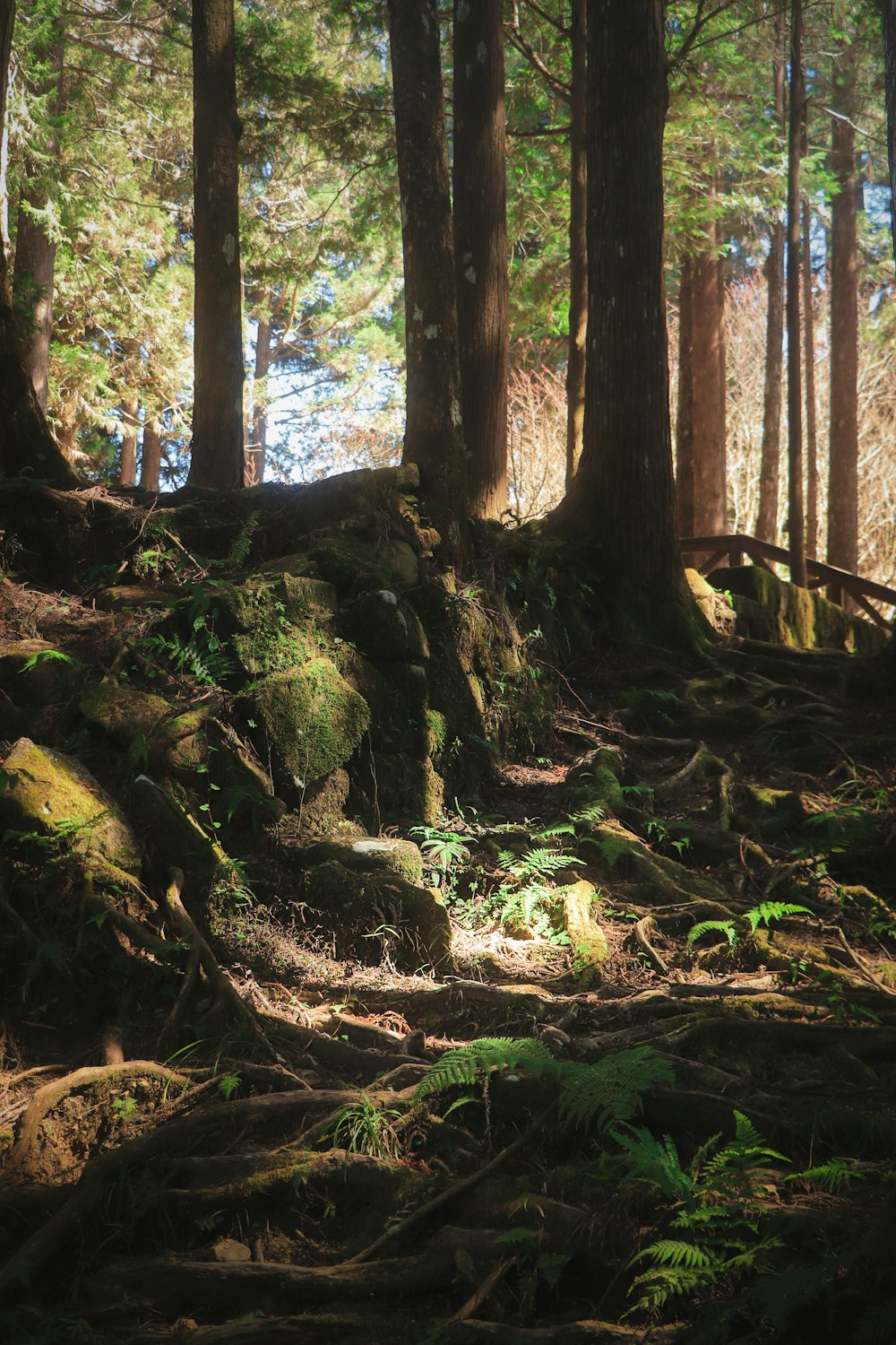 a forest filled with lots of trees and rocks