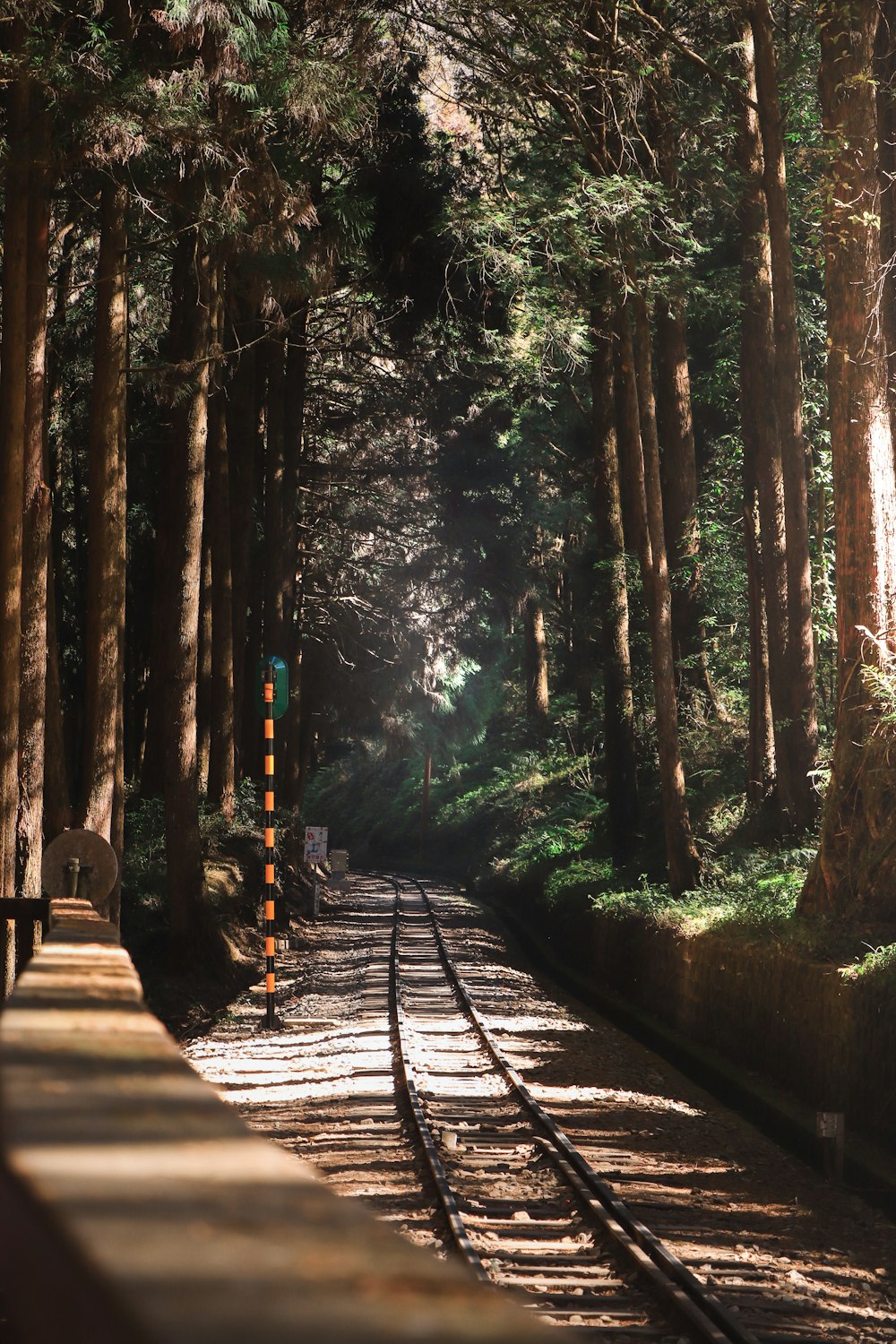 a train track in the middle of a forest