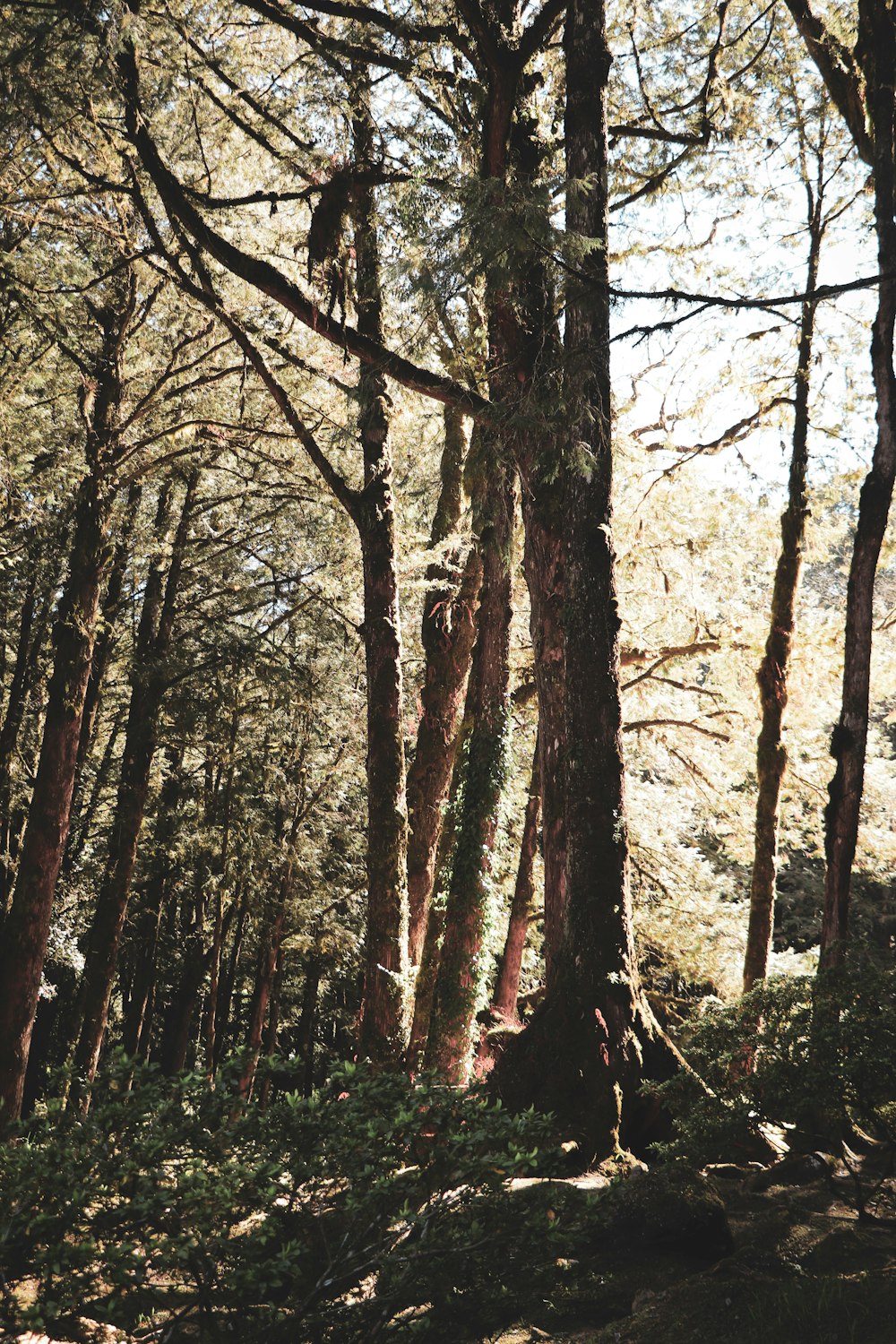 a forest filled with lots of tall trees