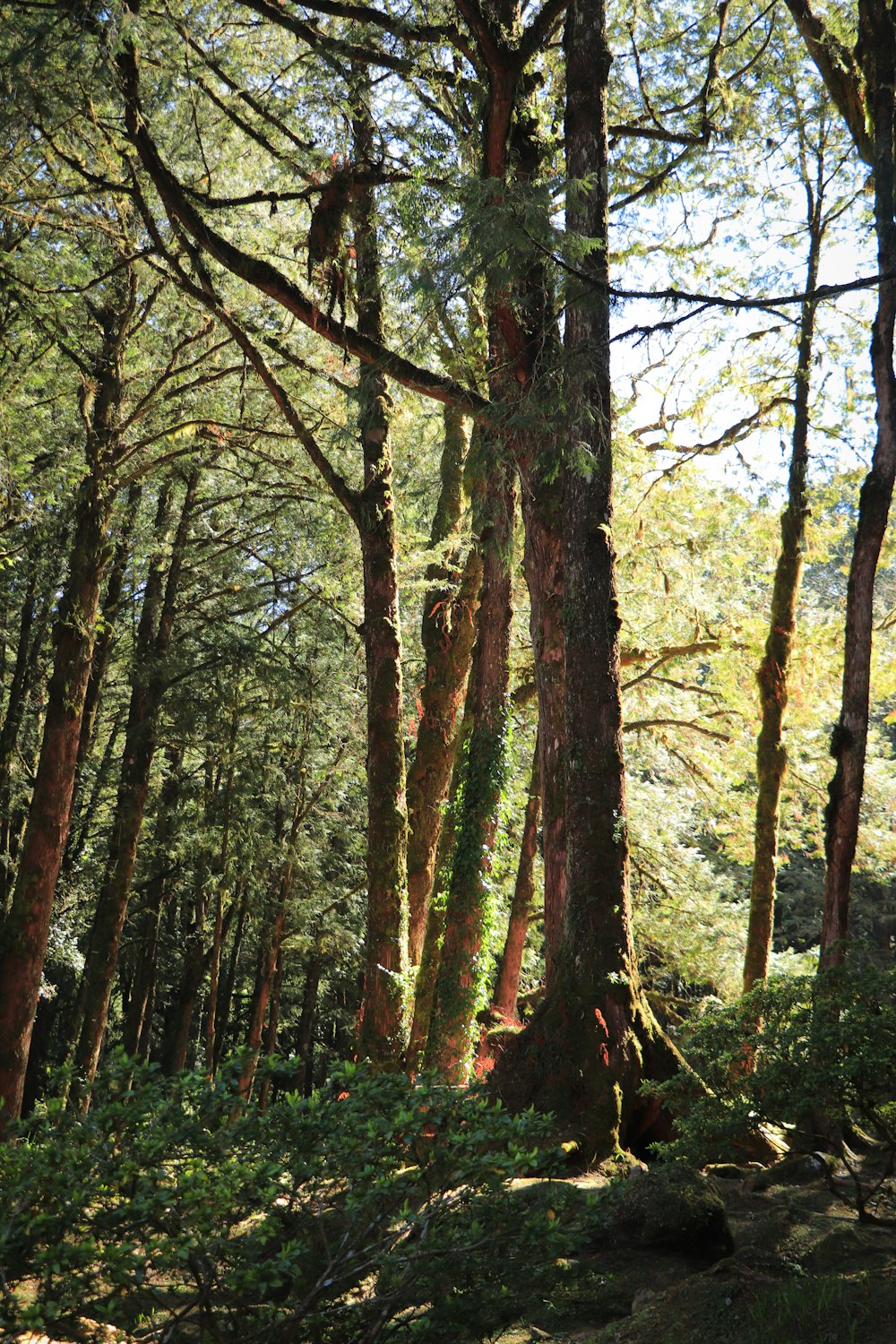 Ein Wald mit vielen hohen Bäumen