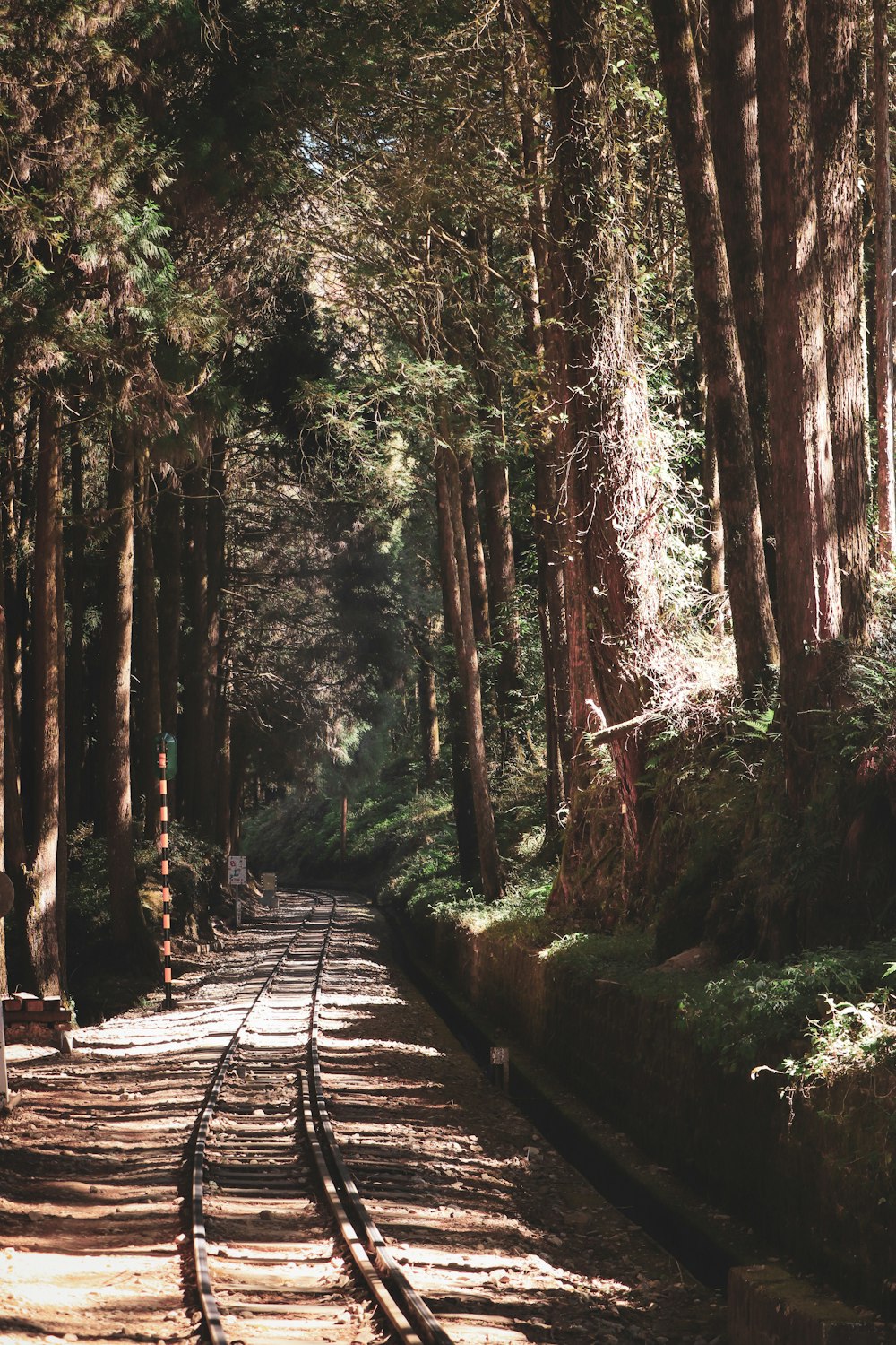 a train track in the middle of a forest