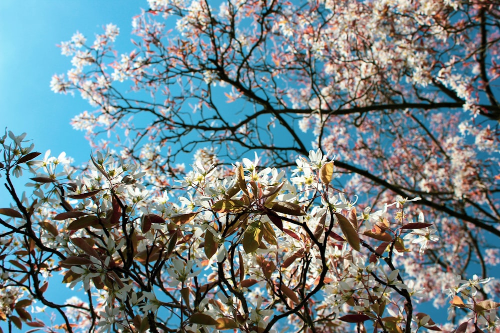 the branches of a tree with white flowers against a blue sky