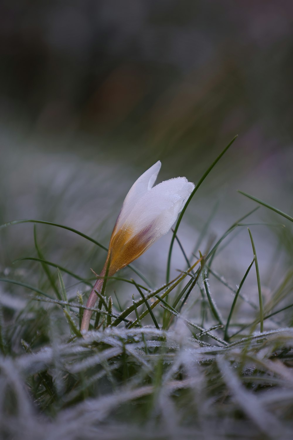 a small white flower sitting on top of a grass covered field