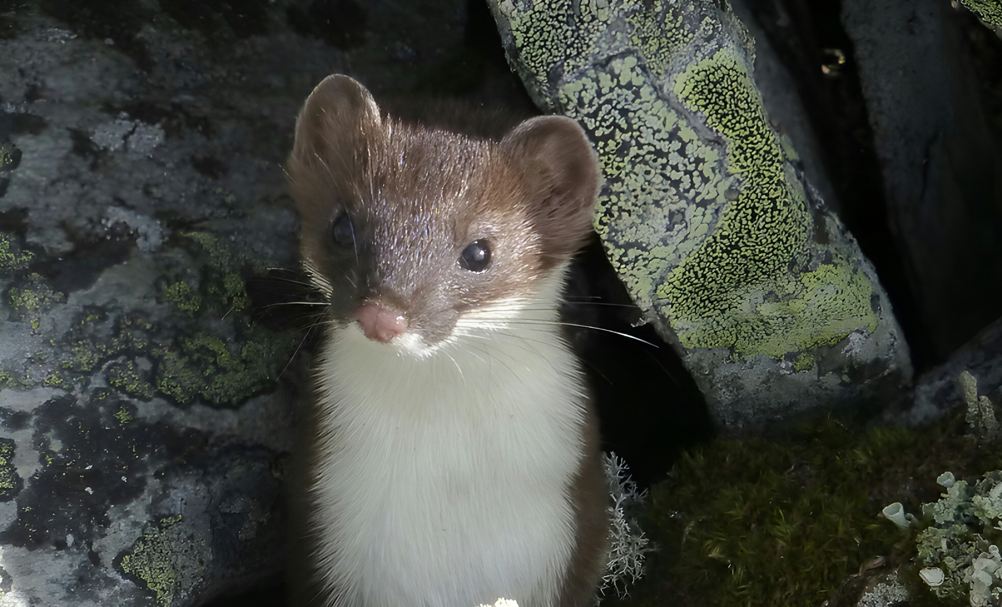 Fascinating Facts About the Least Weasel