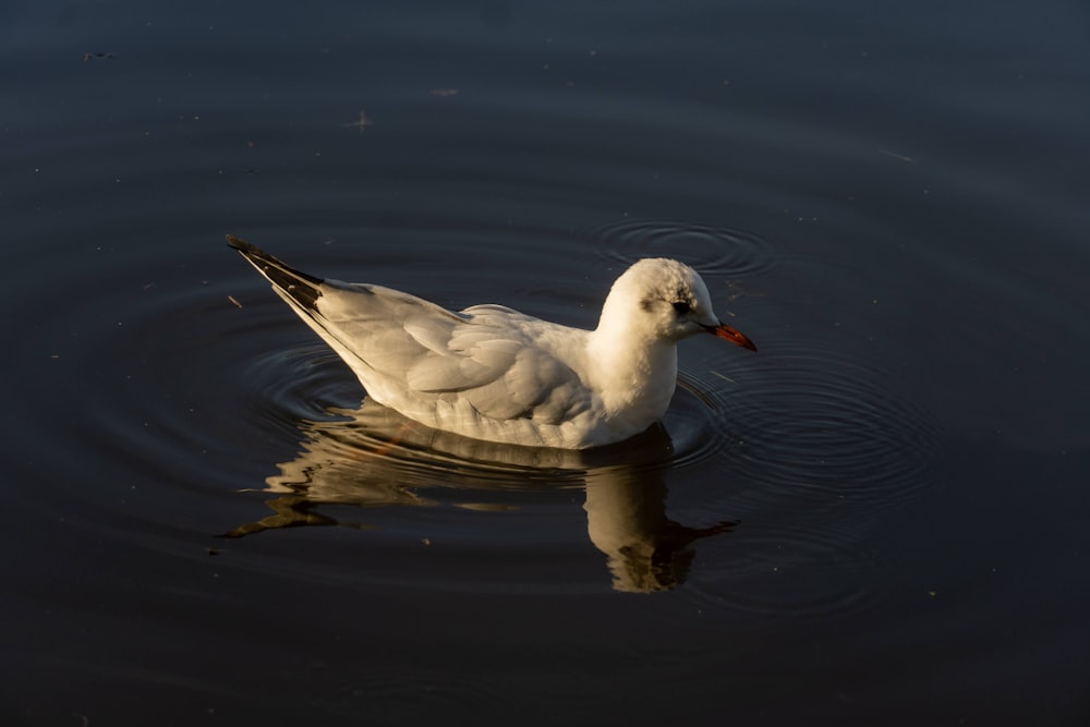 um pato branco flutuando em cima de um corpo de água