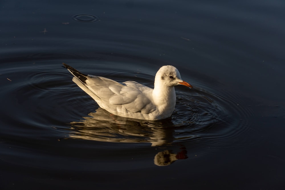 Eine weiße Ente, die auf einem Gewässer schwimmt