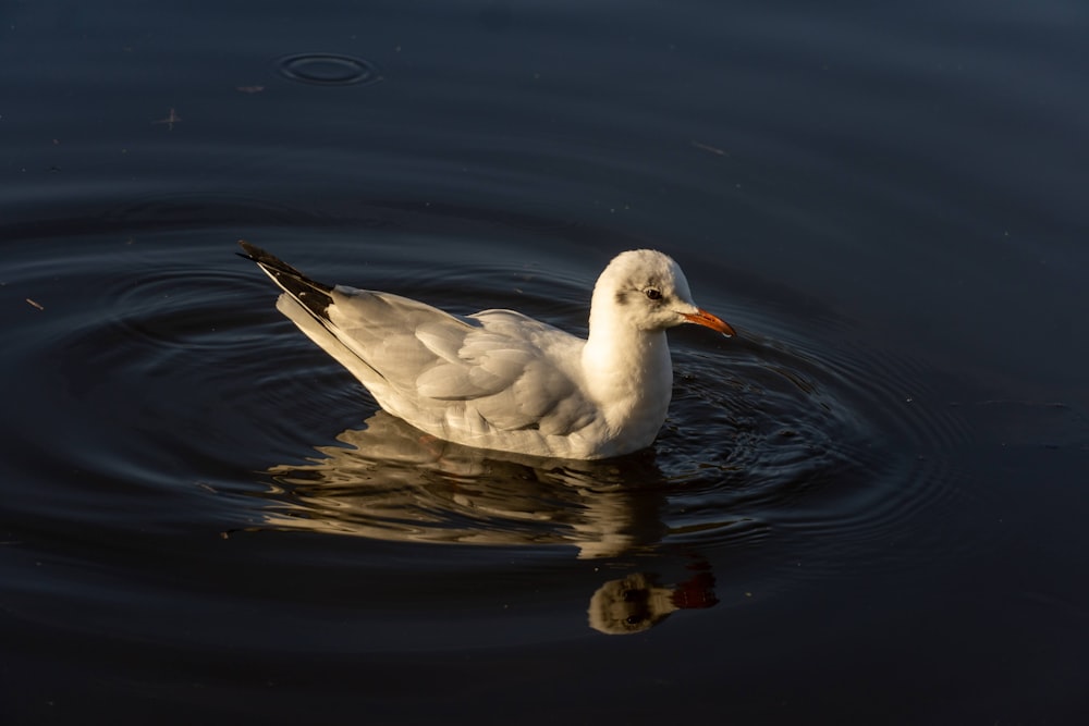 a white duck floating on top of a body of water