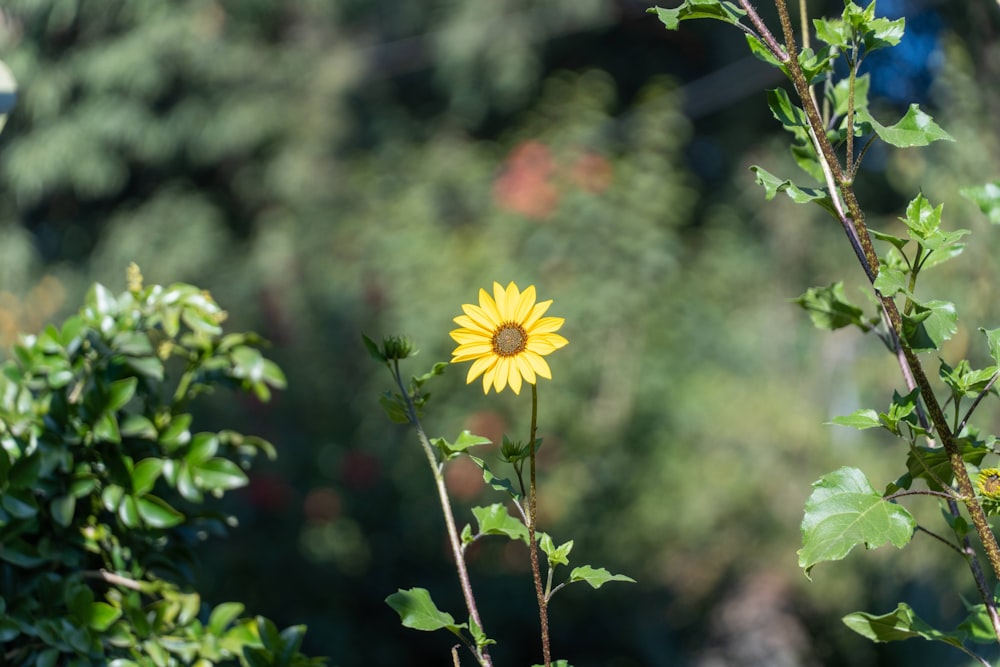 uma flor amarela está crescendo em um jardim