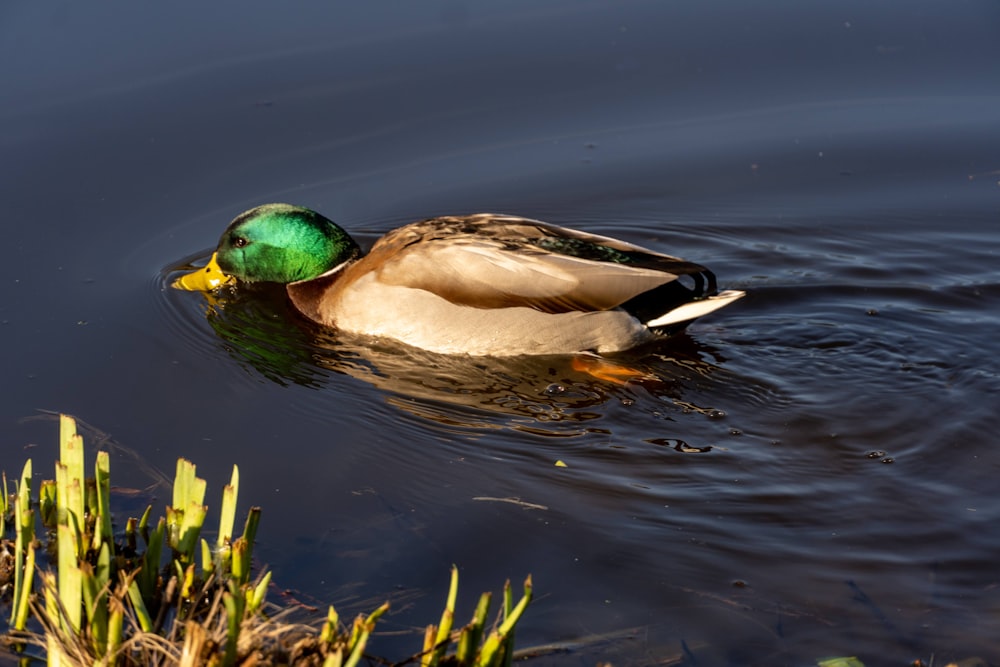 Un pato nadando sobre un cuerpo de agua