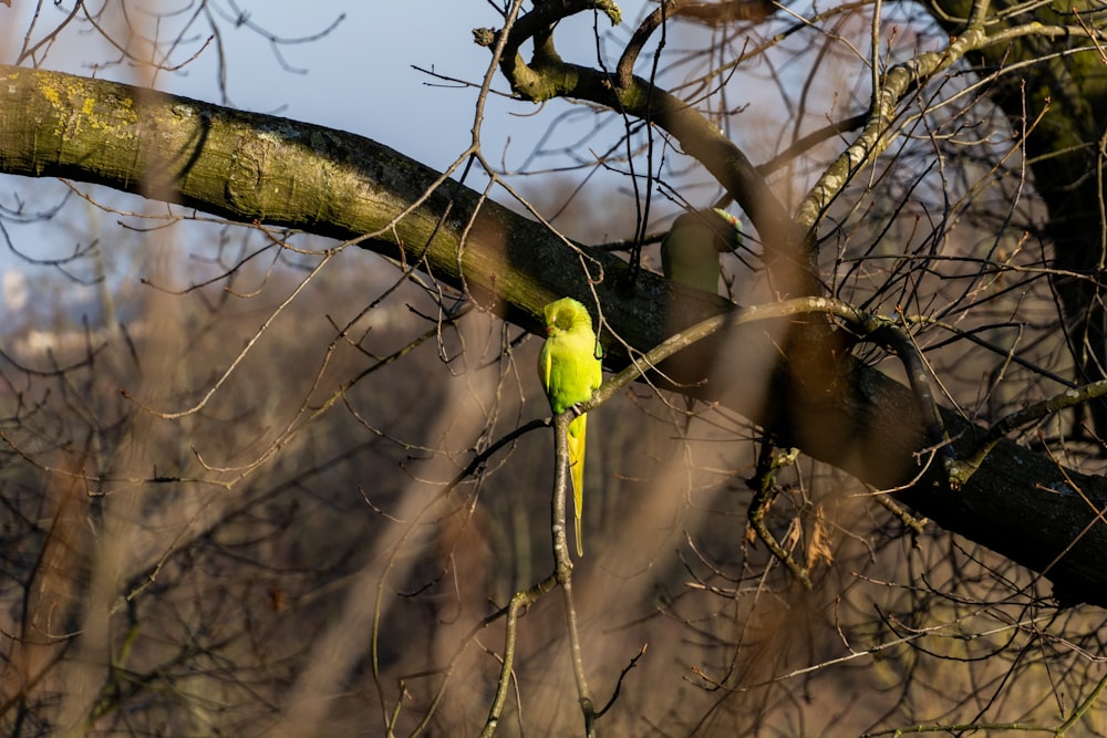 Un petit oiseau jaune perché sur une branche d’arbre
