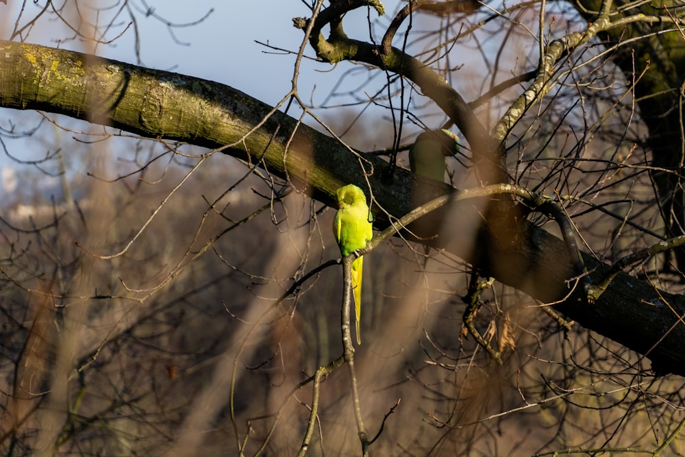 a small yellow bird perched on a tree branch