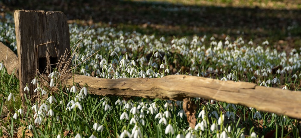 a wooden fence in a field of snowdrops