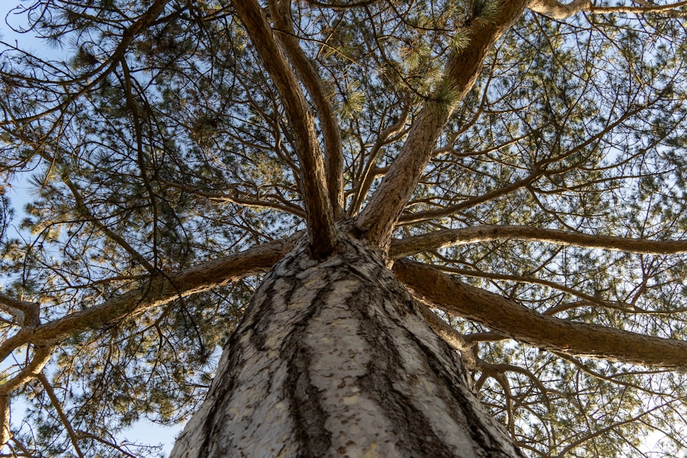 looking up at the top of a tall tree