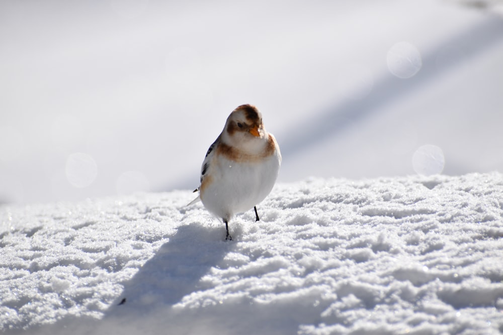 a small bird is standing in the snow