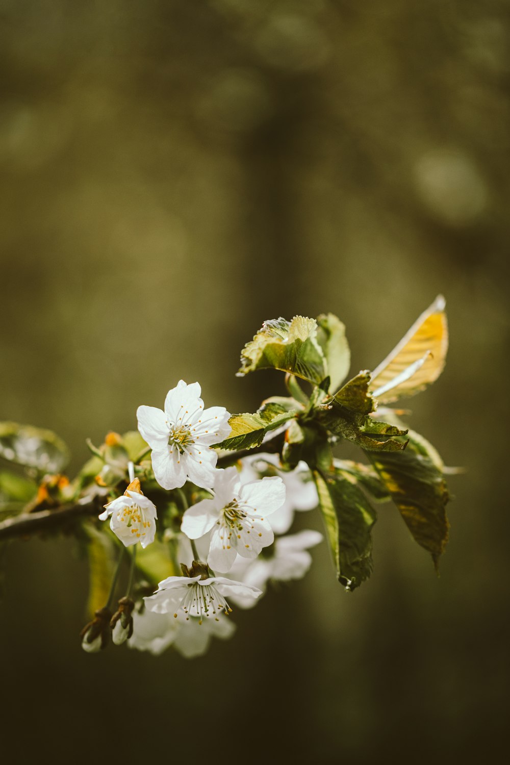 Un primo piano di un fiore sul ramo di un albero