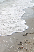 Waves gently rolling onto a sunlit beach lined with seashells and scattered seaweed.