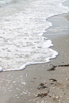 Waves gently rolling onto a sunlit beach lined with seashells and scattered seaweed.