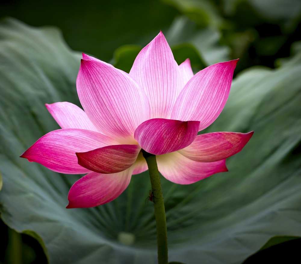 a pink flower with green leaves in the background