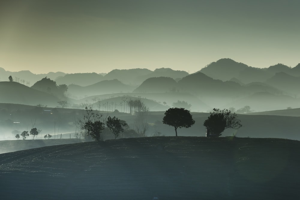 uma foto em preto e branco de árvores em uma colina